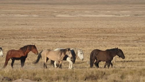 Vielfältige Gruppe von Wildpferden, die zusammen in Zeitlupe in der Wüste von Utah spazieren gehen.