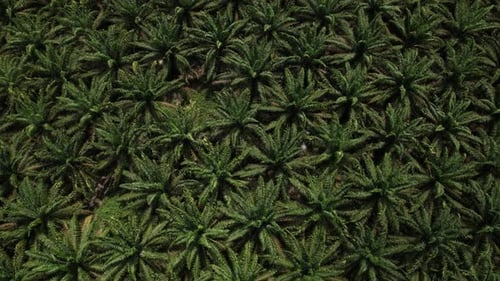 Aerial View Of A Brazilian Tropical Forest With Green Dense Foliage Of Palm Treetops.