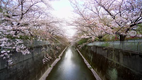 Die Flüsse von Tokio in Japan sind von Kirschbäumen umgeben, im Frühling fallen ihre Blütenblätter aus dem Angebot