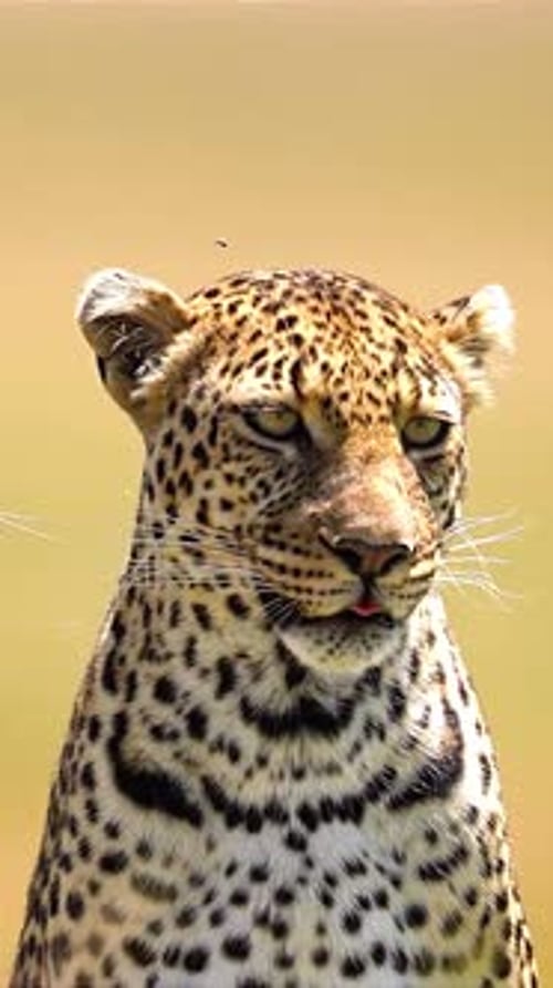 Detailed Leopard Face with Sharp Whiskers