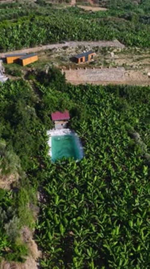 Vertical Video Small Village Pool With Scenic Views of Banana Plantations All Around