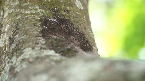 Ants crawling on the surface of a tree bark