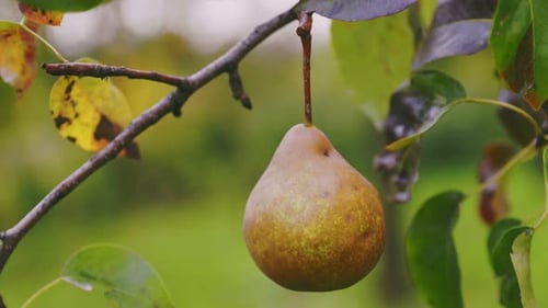 Pears on a Tree Closeup