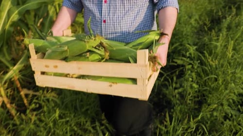Top View of a Farmer Carrying a Box with a Rich Harvest of Selected Ripe Corn Unrecognizable