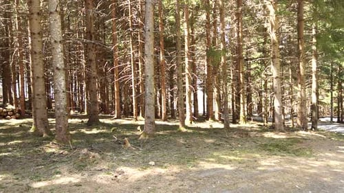 Sunlit coniferous forest scene featuring tall pine trees, sparse ground vegetation