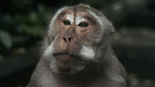 Slow motion close up of monkey face and expression in Indonesia