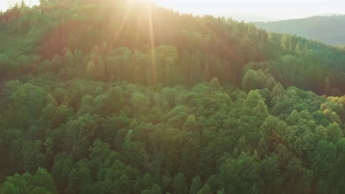 Sun Shines Over Lush Treetops of Dense Forest in Highland