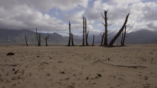 A desolate set of dead trees in the middle of a desert.