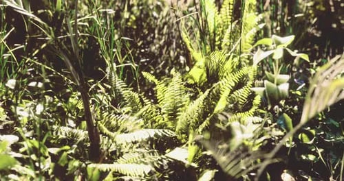 Samambaias vibrantes crescendo em uma floresta exuberante sob luz solar suave à tarde