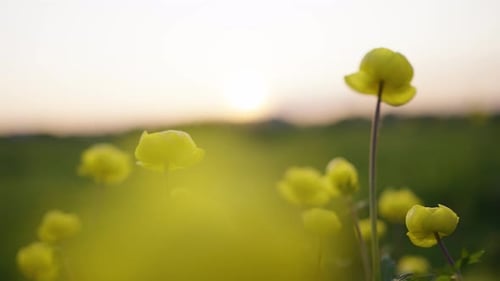 Golden Sunlight Illuminating Swaying Yellow Globeflowers Carpeting Tranquil Summer Meadow with