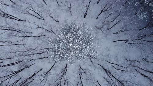 Beautiful Snowy Tree In The Heart Of The Forest