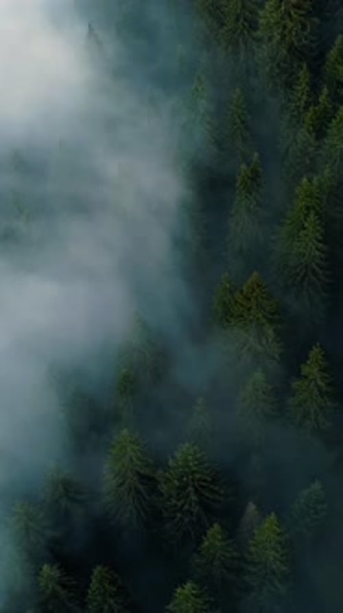 Vertical Screen Dense European Forest in Foggy Weather Aerial View