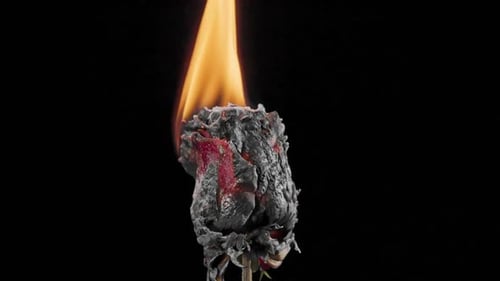 Burning Rose Engulfed in Flames on Black Background