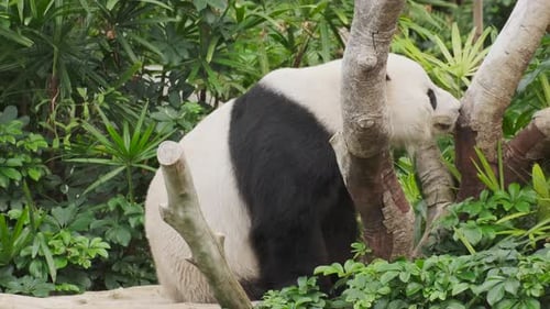 Panda Relaxing Among Green Vegetation in Natural Habitat