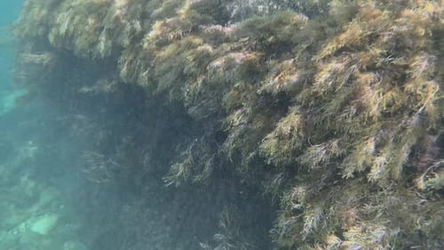 Underwater Ocean Fish Swimming in Clear Turquoise Water Near Rocky Seabed Depicting Natural Marine