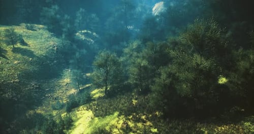 Sunlight Filtering Through Trees in a Tranquil Green Forest Setting