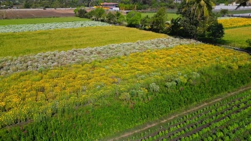 Aerial View of Yellow and White Marigold Farm Fields, Nashik, Maharashtra, India