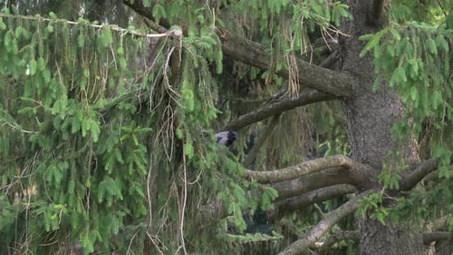 Crow Perched on Evergreen Tree Branch in Daylight