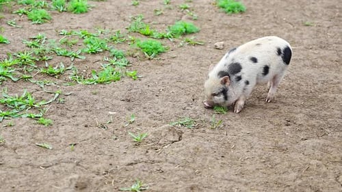 Piglet in Free Range Farm in Czech Republic Farm Life