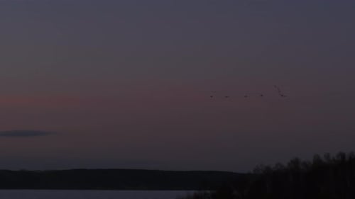 Aerial view of birds flying in the evening sky