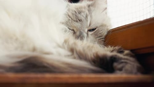 Fluffy Cat Resting in a Cozy Corner By the Window Enjoying a Tranquil Moment of Relaxation