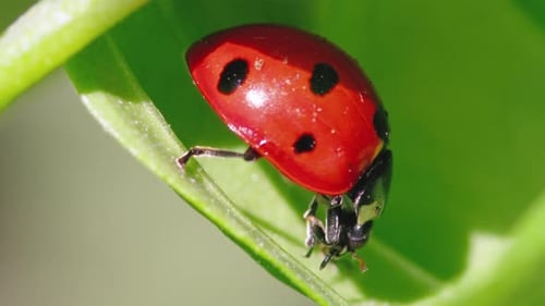Ladybug in the Green Grass in the Forest