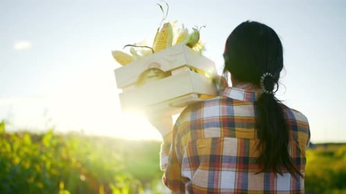 Young Adult Harvesting Corn in Rural Field at Sunset