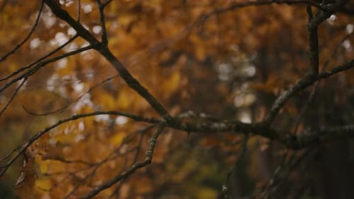 Closeup of Autumn Leaves Gently Swaying on Tree Branches