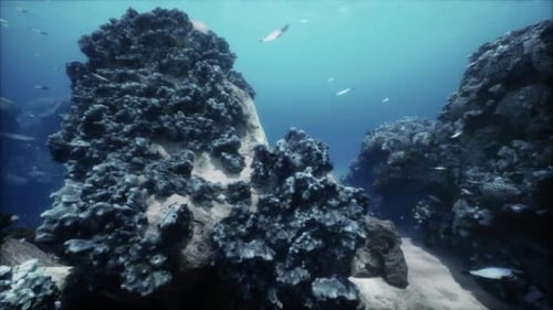 Colorful Coral Reef at the Bottom of Tropical Sea