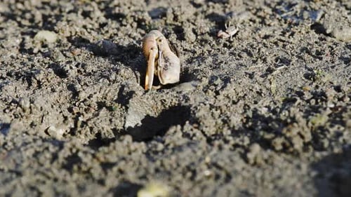 Fiddler Crab Emerging from Burrow in Mudflat
