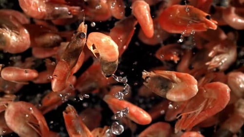 The Shrimp Fly Up and Fall Down Filmed on a Highspeed Camera at 1000 Fps