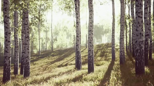 Spring in the Birch Grove Forest