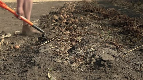 Farmer Harvests Potatoes on a Sunny Day
