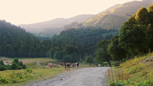 A Herd of Cows Grazing on the Side of the Road in the Mountains
