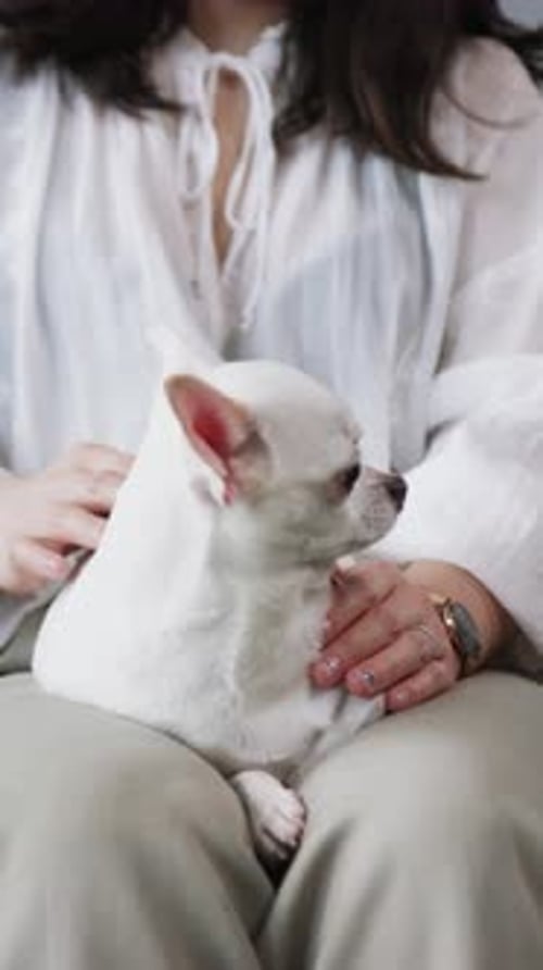 Un adorable chihuahua pequeño sentado felizmente en el regazo de su dueño que brinda comodidad y calidez