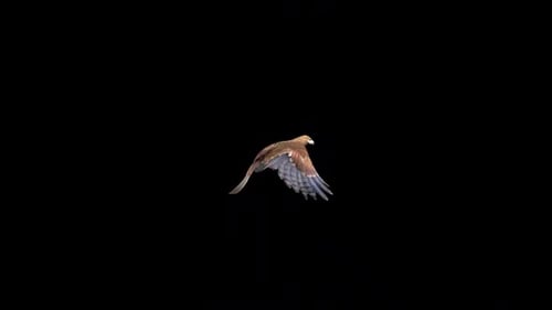 Eagle Fly