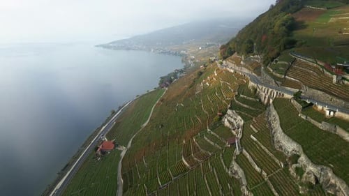Aerial View of Hillside Vineyards by a Lake