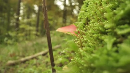 Maleficent Ovolo Grows in the Woods Among Grass