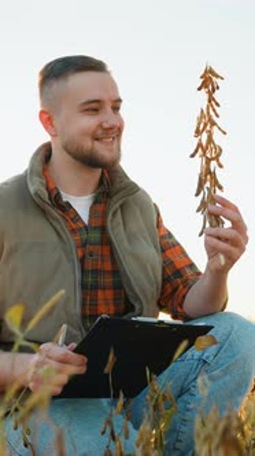 Smiling Agronomist Inspecting Ripe Soybean Harvest in Field