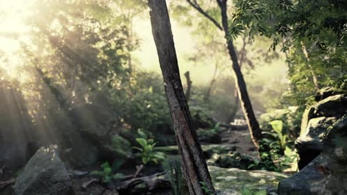 Golden Sunlight Rays Moving Through Enchanted Forest Path
