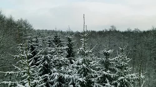View Of Snow Covered Coniferous And Bare Trees In Pieszkowo Poland During Winter - aerial pullback