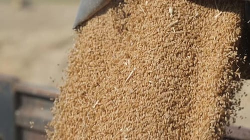 Wheat