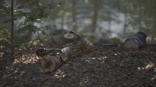 Sunlight Filters Through Trees Illuminating a Fallen Log in a Forest Setting