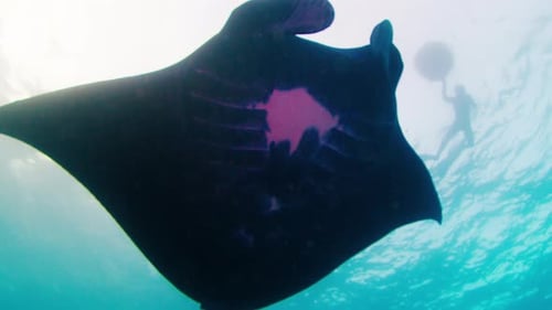 Majestic Manta Ray Gliding in the Ocean
