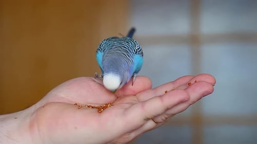Blue Parakeet Eating Seeds From Hand Indoors