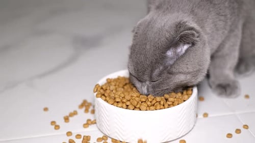 Gray Kitten Eating Dry Food from White Bowl