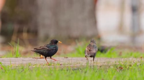 Wild Forest Bird Common Starling Looking for Worms in Grass In Spring Day