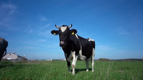 Kuh schaut in die Kamera und schnüffelt daran. Kuh weidet an einem sonnigen Tag auf der grünen Wiese. Betrug in der Landwirtschaft