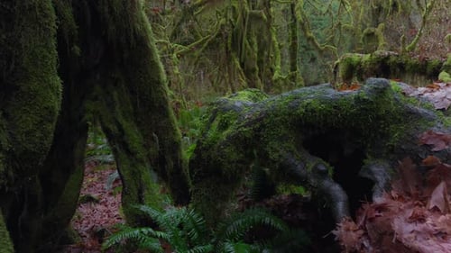Moss-Covered Trees in Temperate Rainforest