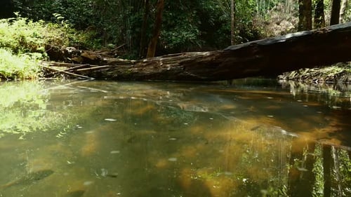Tranquil Forest Stream Surrounded By Lush Vegetation Nature and Serenity